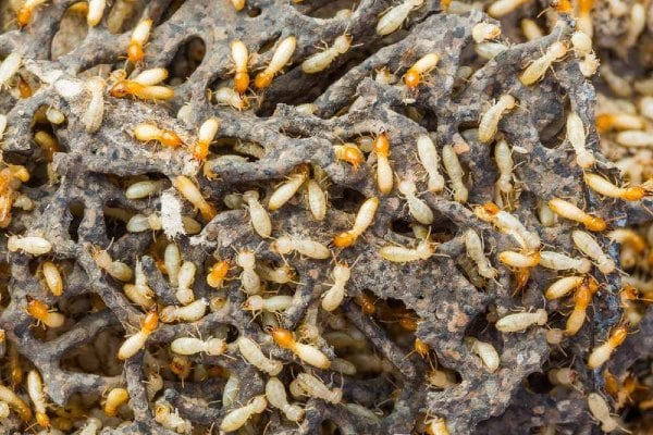 Subterranean termites with pale bodies and orange heads swarming over a porous dark gray mud structure.